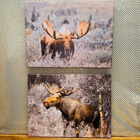 Moose Print on Canvas