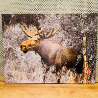 Moose Print on Canvas