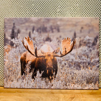 
              Moose Print on Canvas
            