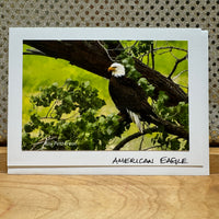 
              American Eagle Card
            
