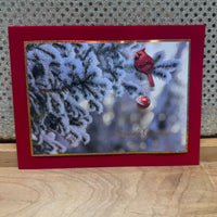
              Red Cardinal Card
            