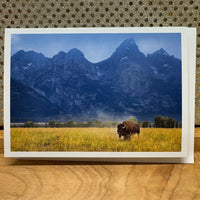 
              Buffalo Grazing Card
            