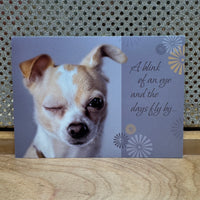 
              Grey Chihuahua Belated Birthday Card
            