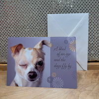 
              Grey Chihuahua Belated Birthday Card
            